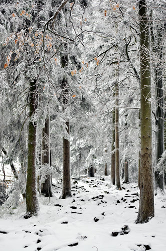 śnieżny las