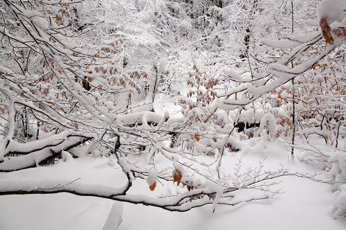 gałęzie w śniegu