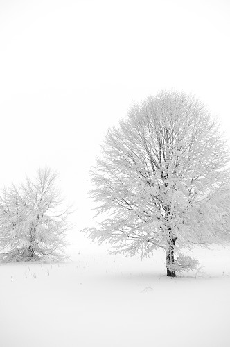 Drzewa w śniegu fot.Lesław Obłój