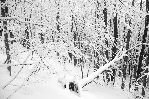 fot.Lesław Obłój drzewa w zimie