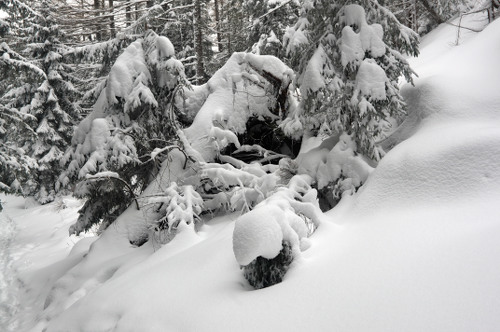 drzewa w śniegu - fot. Lesław Obłój
