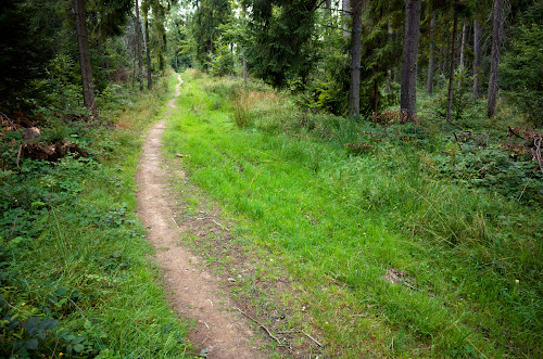 Leśna ścieżka w rejonie Obidzy - fot. Lesław Obłój