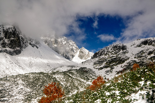 Trzy jarzębiny i zima w górach - fot. Lesław Obłój